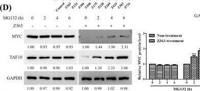 c-Myc Antibody - BSA Free