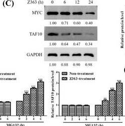 c-Myc Antibody - BSA Free