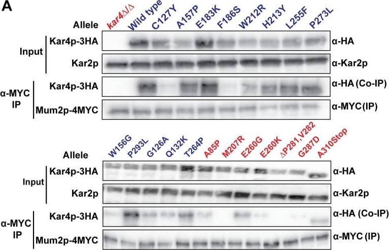 c-Myc Antibody - BSA Free