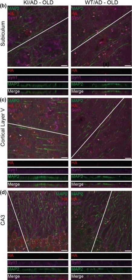 HA Tag Antibody - BSA Free