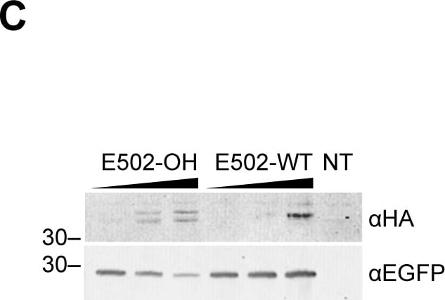 HA Tag Antibody