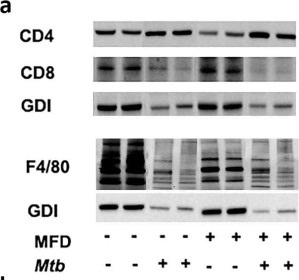 F4/80 Antibody (Cl:A3-1) - BSA Free
