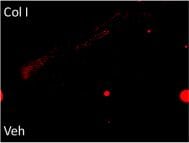 Collagen I Antibody
