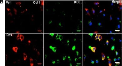 Collagen I Antibody