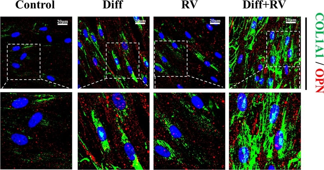 Collagen I Antibody