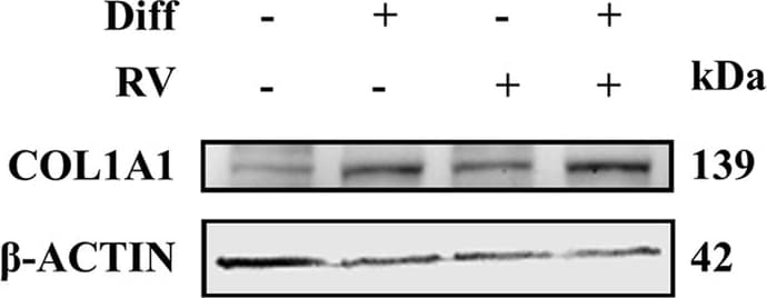 Collagen I Antibody
