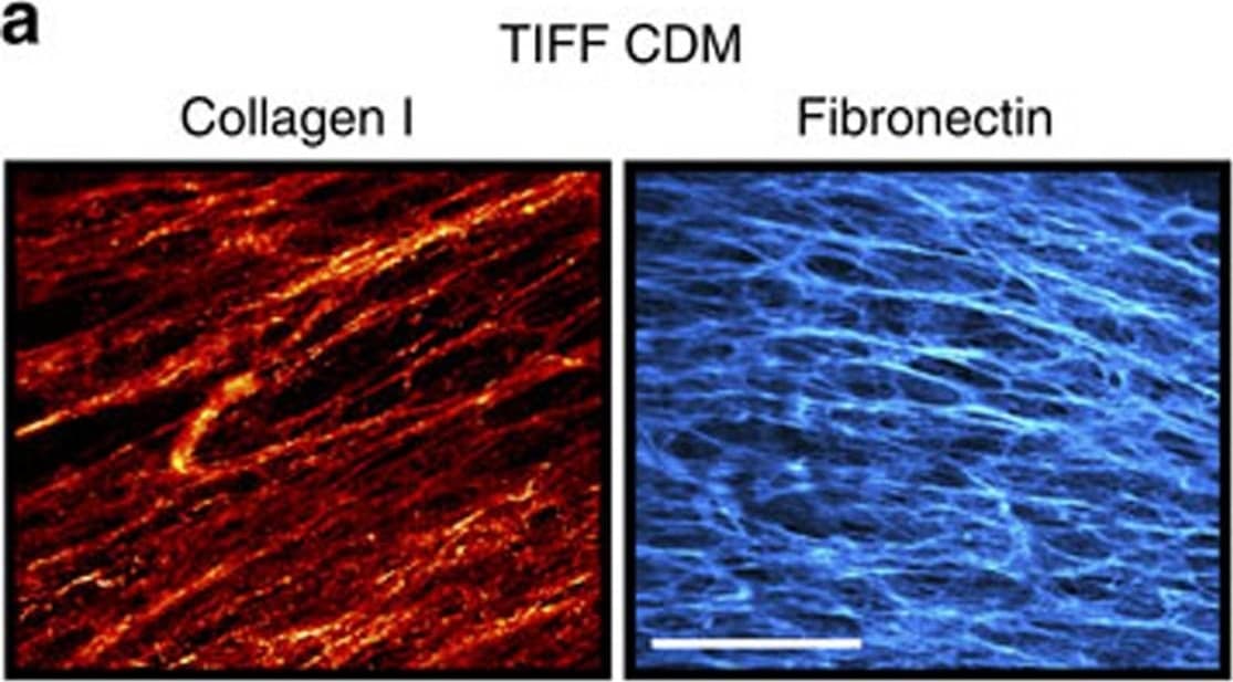 Collagen I Antibody