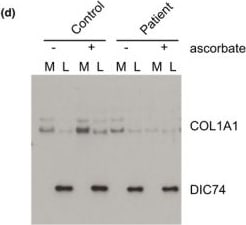 Collagen I Antibody