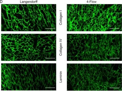 Collagen I Antibody