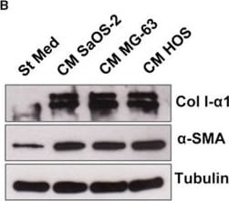 Collagen I Antibody