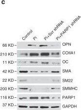 Collagen I Antibody