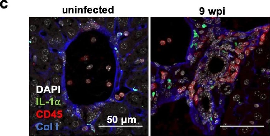 Collagen I Antibody