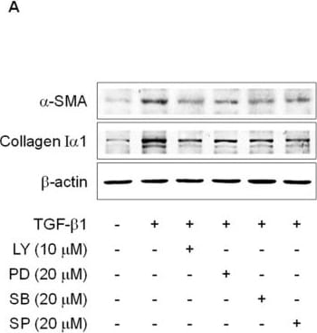 Collagen I Antibody