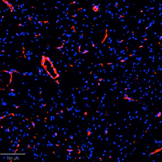 Collagen I Antibody [Alexa Fluor® 750]