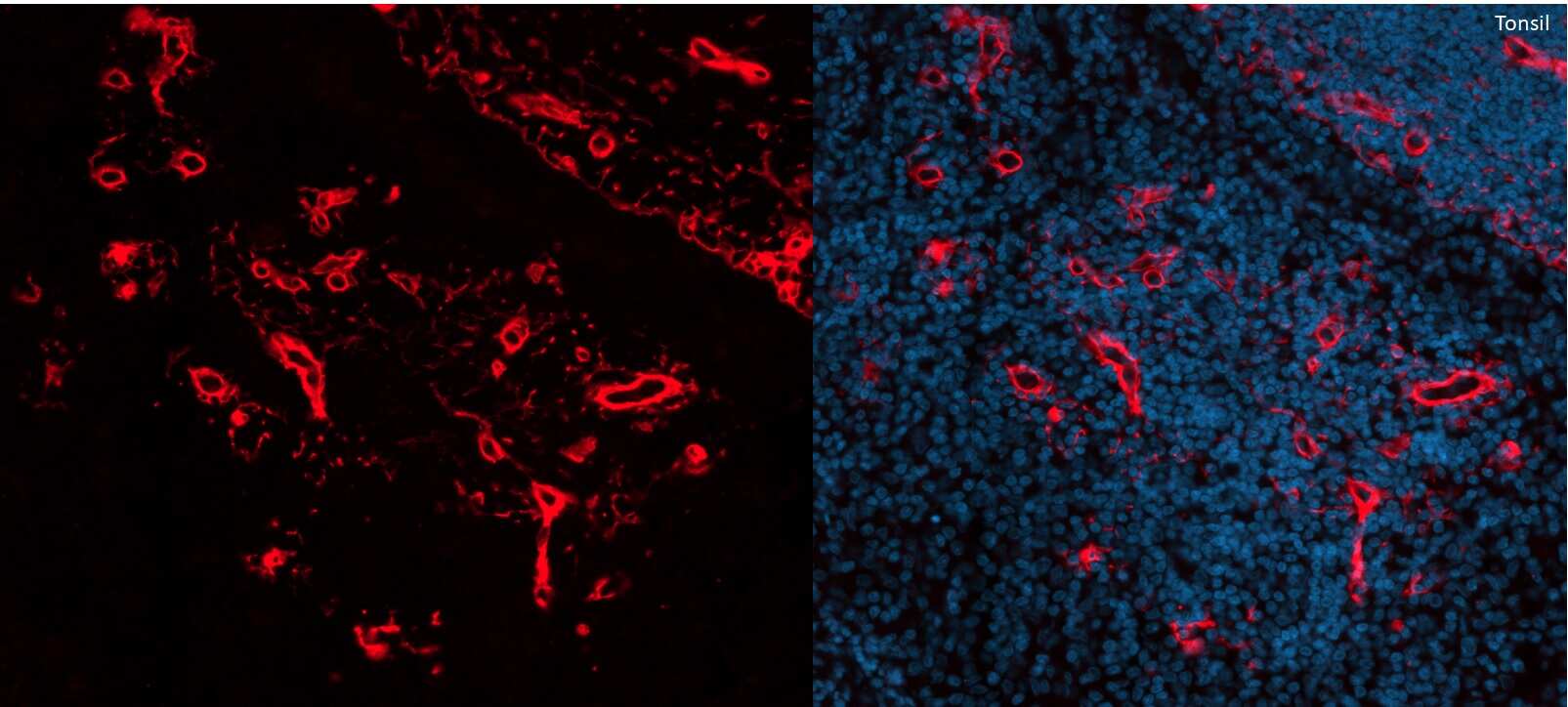 Collagen I Antibody [Alexa Fluor® 750]