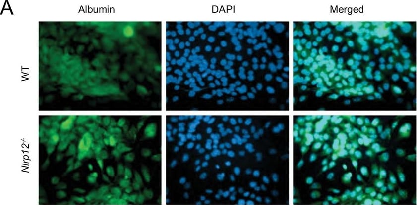 Albumin Antibody - BSA Free