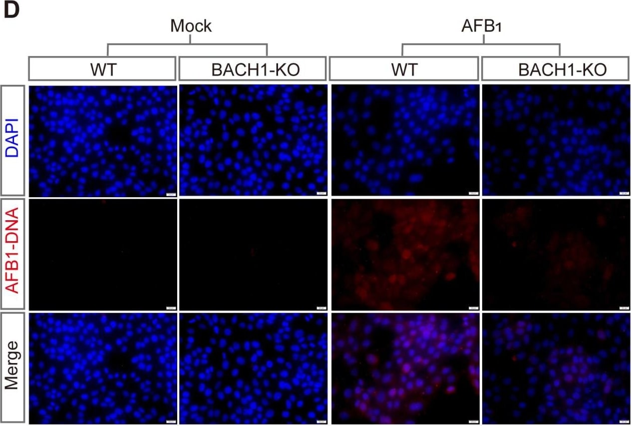 Aflatoxin B1 Antibody (6A10) - BSA Free