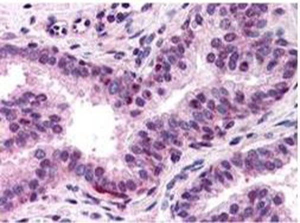 NFYA Antibody