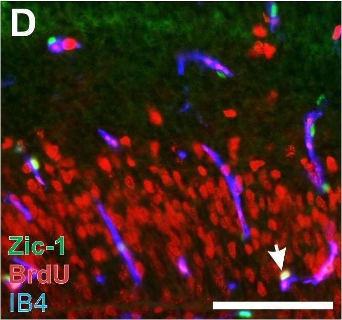 ZIC1 Antibody - BSA Free