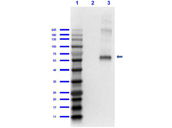 Fluorescein Antibody