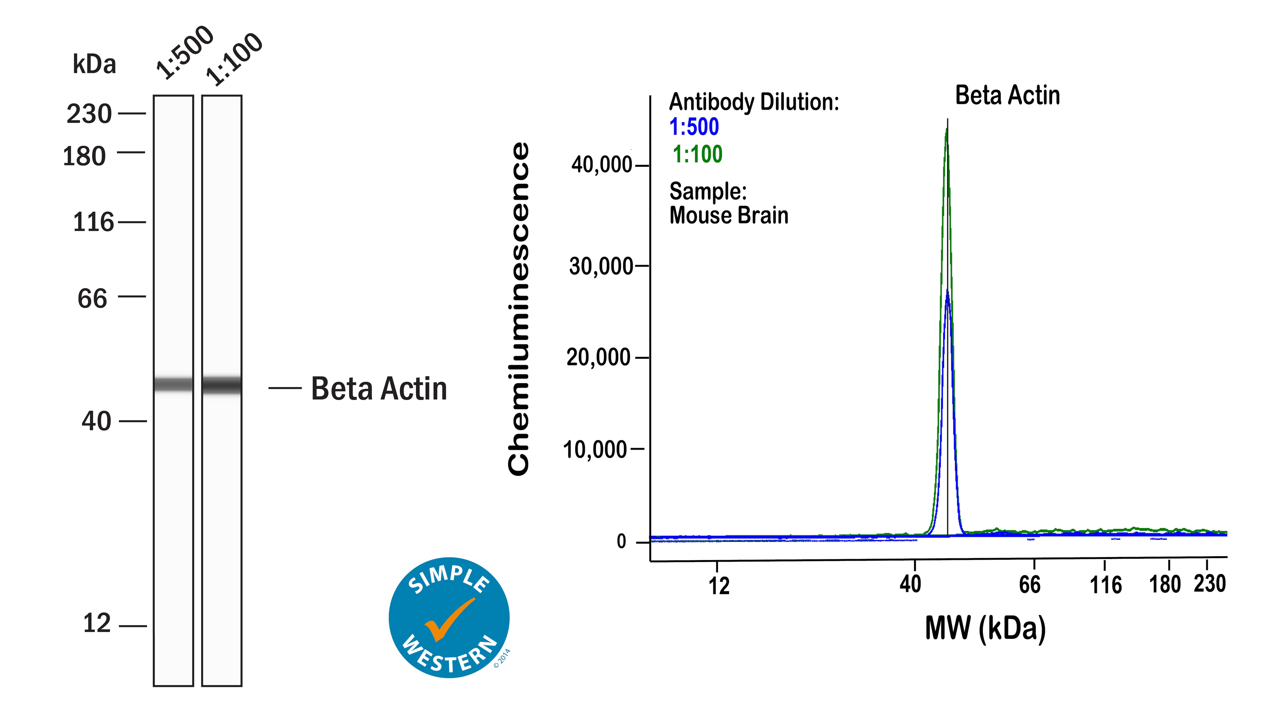 beta-Actin Antibody (AC-15)