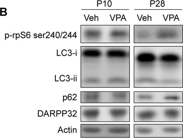 beta-Actin Antibody (AC-15)