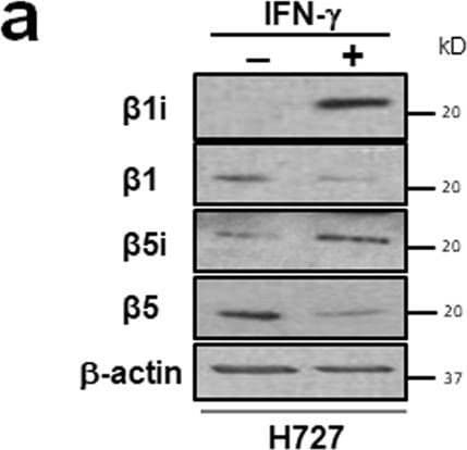 beta-Actin Antibody (AC-15)