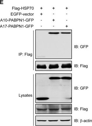 beta-Actin Antibody (AC-15)