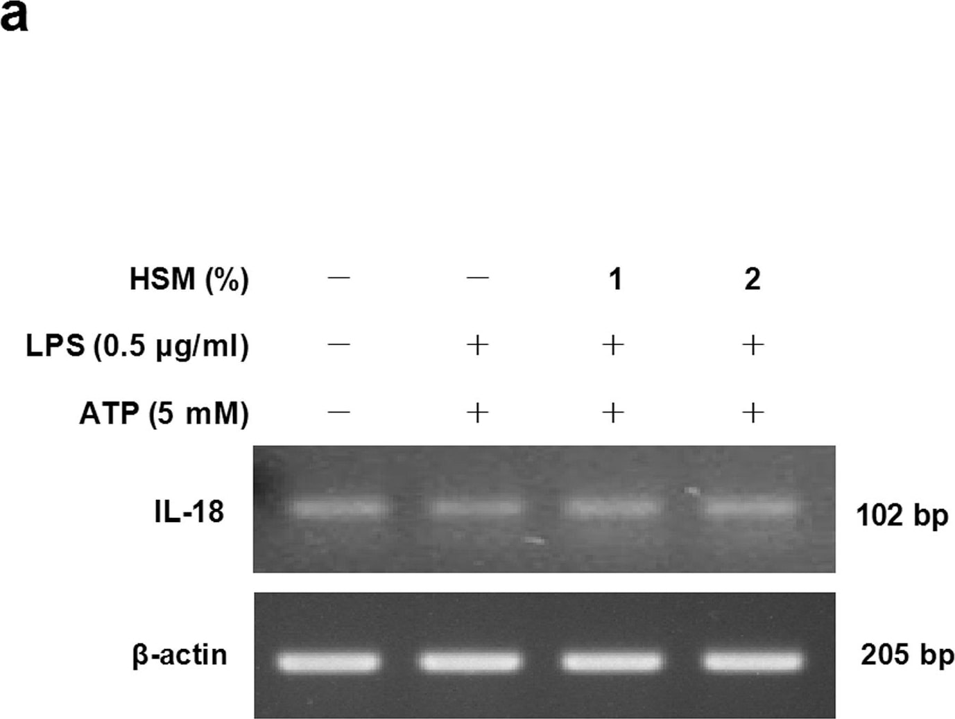 beta-Actin Antibody (AC-15)