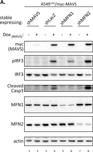 beta-Actin Antibody (AC-15)