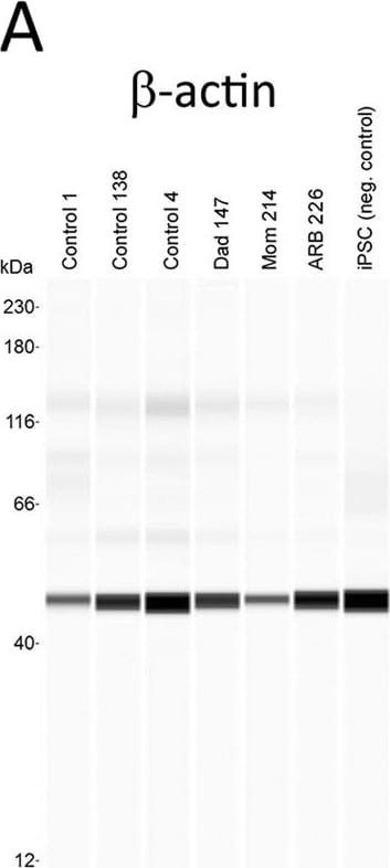 beta-Actin Antibody (AC-15)
