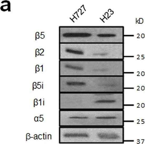 beta-Actin Antibody (AC-15)