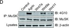 beta-Actin Antibody (AC-15)