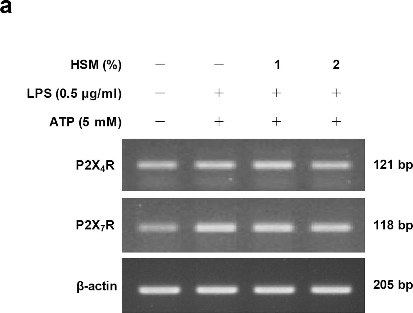 beta-Actin Antibody (AC-15)