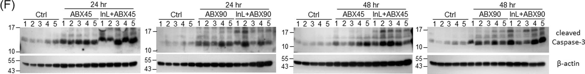 beta-Actin Antibody (AC-15)
