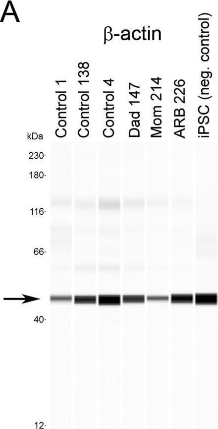 beta-Actin Antibody (AC-15)