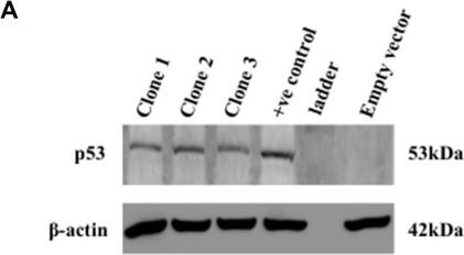 beta-Actin Antibody (AC-15)