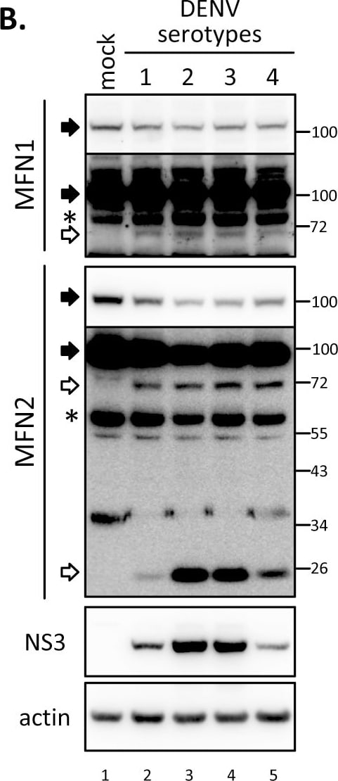 beta-Actin Antibody (AC-15)
