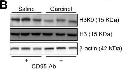 beta-Actin Antibody (AC-15)