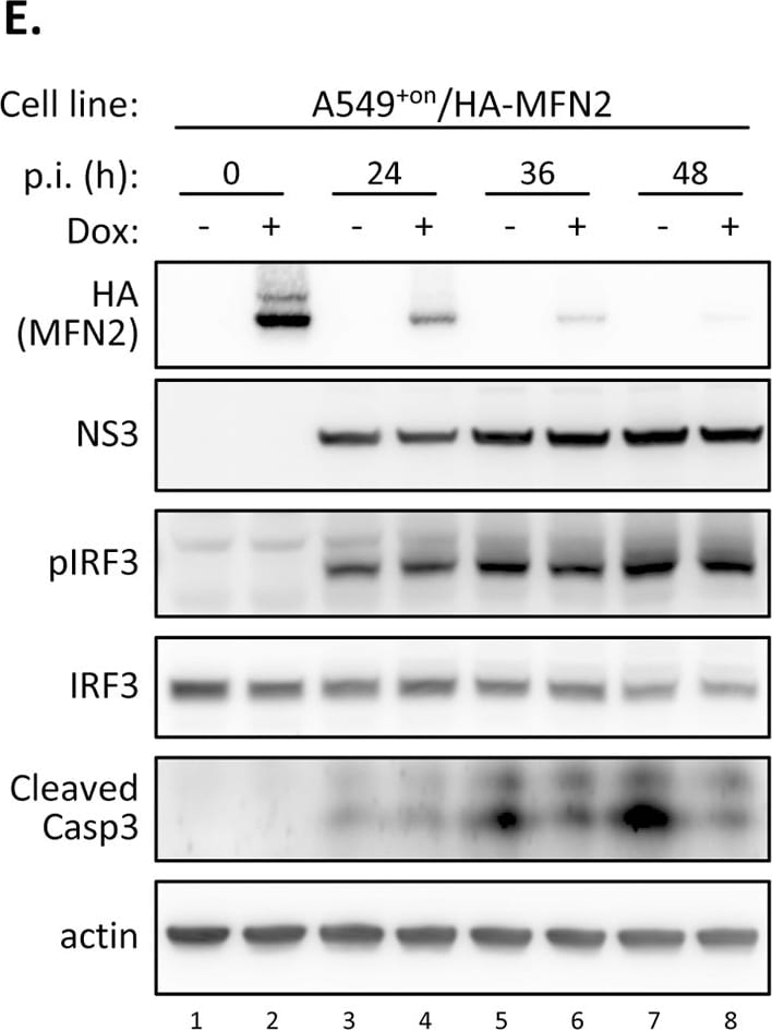 beta-Actin Antibody (AC-15)