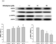 beta-Actin Antibody (AC-15)