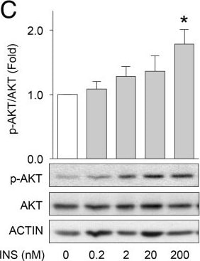 beta-Actin Antibody (AC-15)