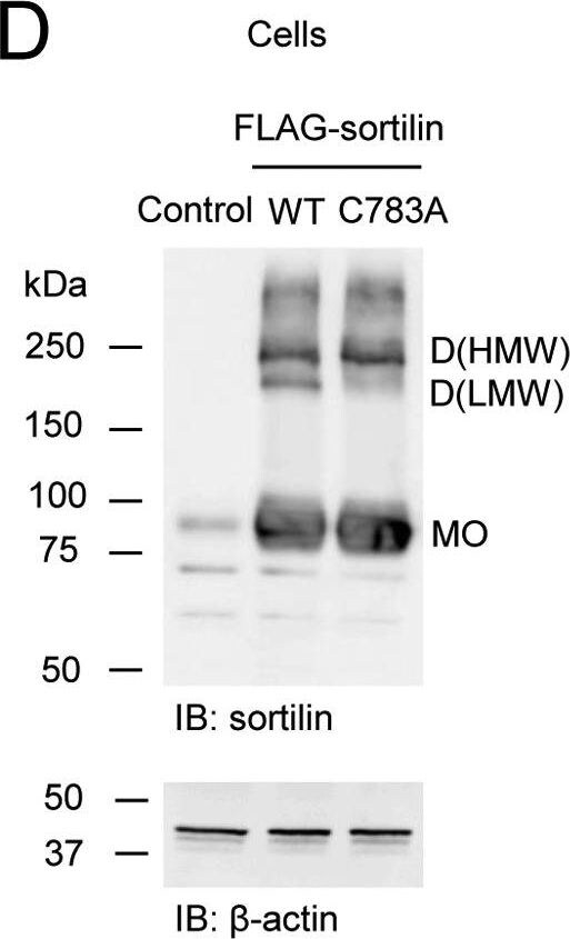 beta-Actin Antibody (AC-15)