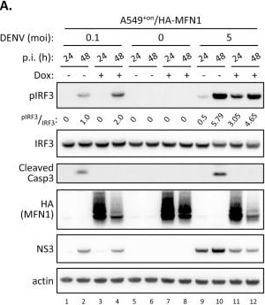beta-Actin Antibody (AC-15)