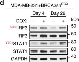 GAPDH Antibody (6C5cc)