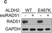 GAPDH Antibody (6C5cc)