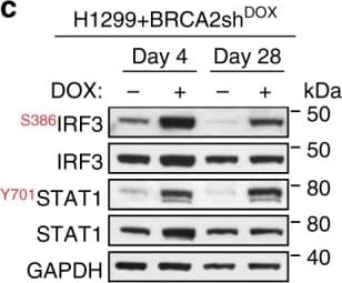 GAPDH Antibody (6C5cc)