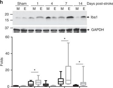 GAPDH Antibody (6C5cc) [DyLight 680]