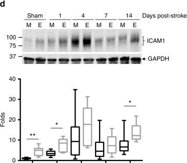 GAPDH Antibody (6C5cc) [DyLight 680]