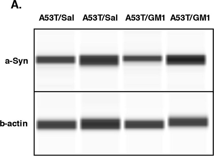 beta-Actin Antibody